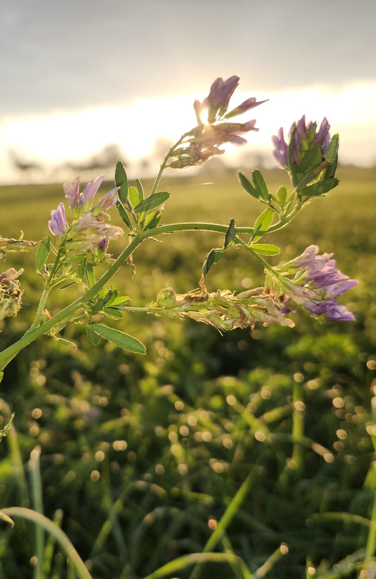 Zwischen Mörser und Rezept – Die einzigartige Wirkung von Pflanzen und Aromen